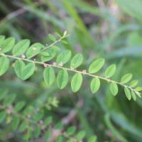 Phyllanthus gardnerianus (Wight) Baill.